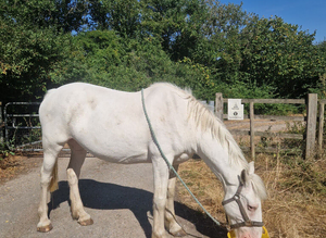 WANTED - GRAZING LAND/FIELD FOR 2 HORSES