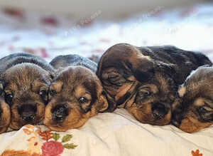 Standard Wirehair dachshund