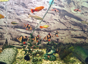 5 tiger barbs