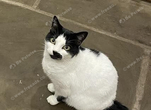 Missing cat - Smudge