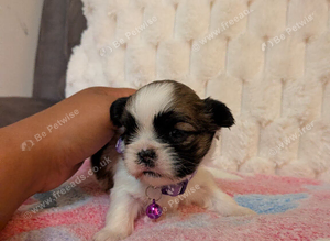 Only one girl left beautiful Lhasa apso puppies