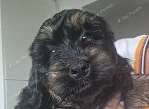 Only 2 Left... Absolutely Stunning F1 Cockerpoo Girl Puppies Ready Now!