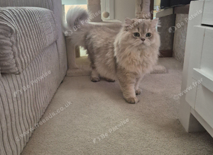 British Longhair Stud