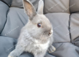 Netherland Dwarf Rabbit