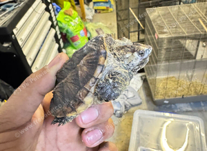2 snapping  turtles