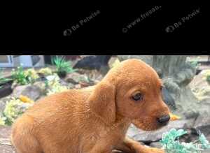 Fox red Labrador puppies