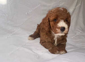 Adorable f1b cavapoo puppies