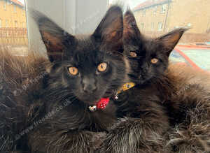 Male Main coon kitten