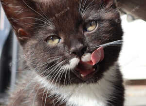 Beautiful mixed breed kittens for sale
