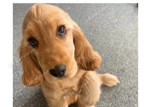 COCKER SPANIEL WANTED