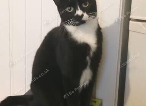 Rose Missing cat