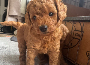 Cockapoo f1b apricot