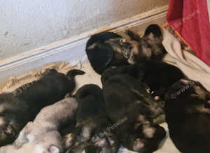Really Beautiful tri colour German Shepherd puppies.