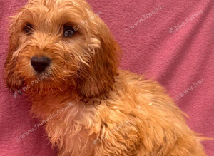 Cockapoo puppies