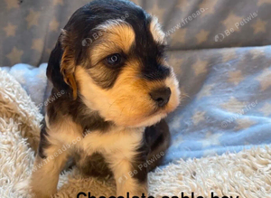 F1 showtype cockapoo