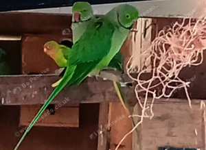 Lovely Ringnecks