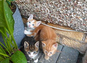 Kittens