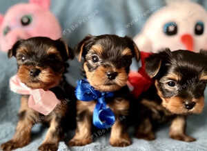Beautiful Miniature Yorkshire terrier puppies