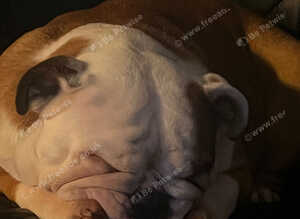 English Bulldog