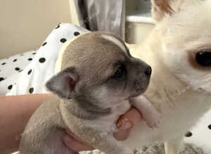 Gorgeous Boy Chihuahua Puppy &ndash; Single Pup Litter (Strong & Healthy!)