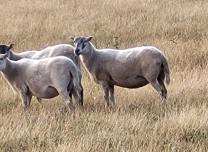 Welsh and welsh mule ewes x40