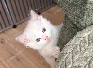 Ready this week Ragdoll kittens