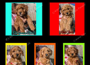 READY NOW 5 x Red Cockapoo Girls For Sale