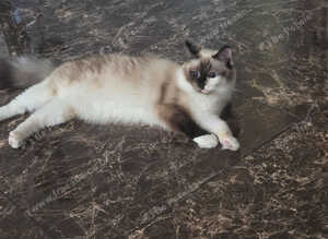 Female ragdoll cats