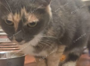 Beautiful grey tortoiseshell girl