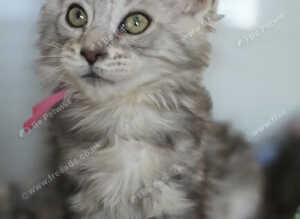 Last female mainecoon kitten available
