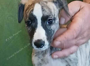 Stunning kc registered whippet pups