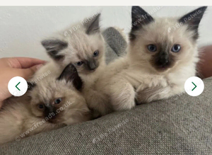 Seal point ragdolls + British shorthair available