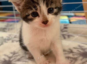Beautiful bi and tri colour domestic short hair Kittens