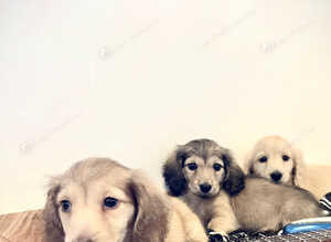 English cream miniature dachshunds