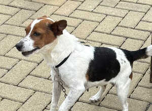 Jack Russell Puppy