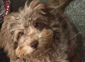 Desperately searching for new home cavapoo dapple colour 14 weeks