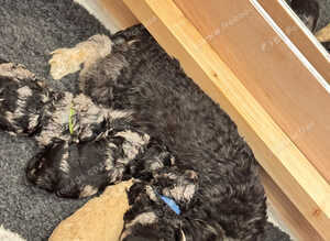 Beautiful Cavapoo puppies 3 Blue Merle and 1 Cream/Honey Ready to leave on 27th November