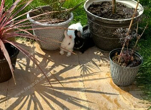 Netherland Dwarf Bucks For Sale