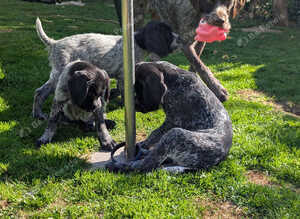 Gurman wire hair pointer/ gurman sort haired ponter