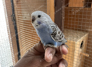 Tamed young Budgies