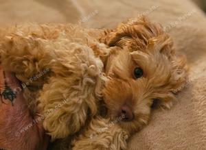 12 Week Female Cockapoo
