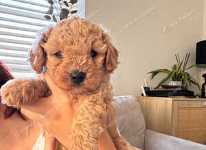 Cavapoochon puppies