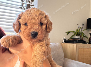 Cavapoochon  Puppies
