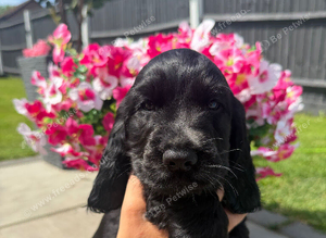 Stunning show cocker spaniels
