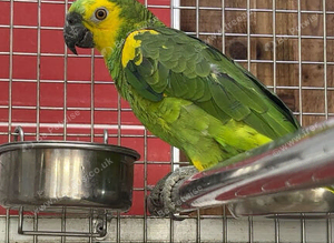 Amazon parrot