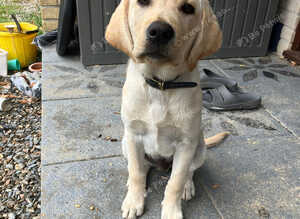 Buddy - Labrador