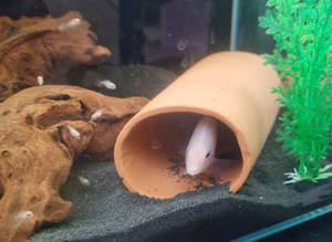 CICHLIDS BABIES
