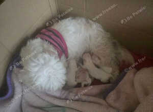 Adorable Puppies Available &ndash; 1 Boy left