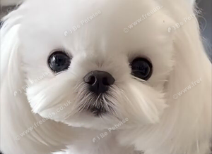 Micro korean maltese stud