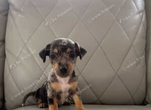 Adorable dachshund puppies
